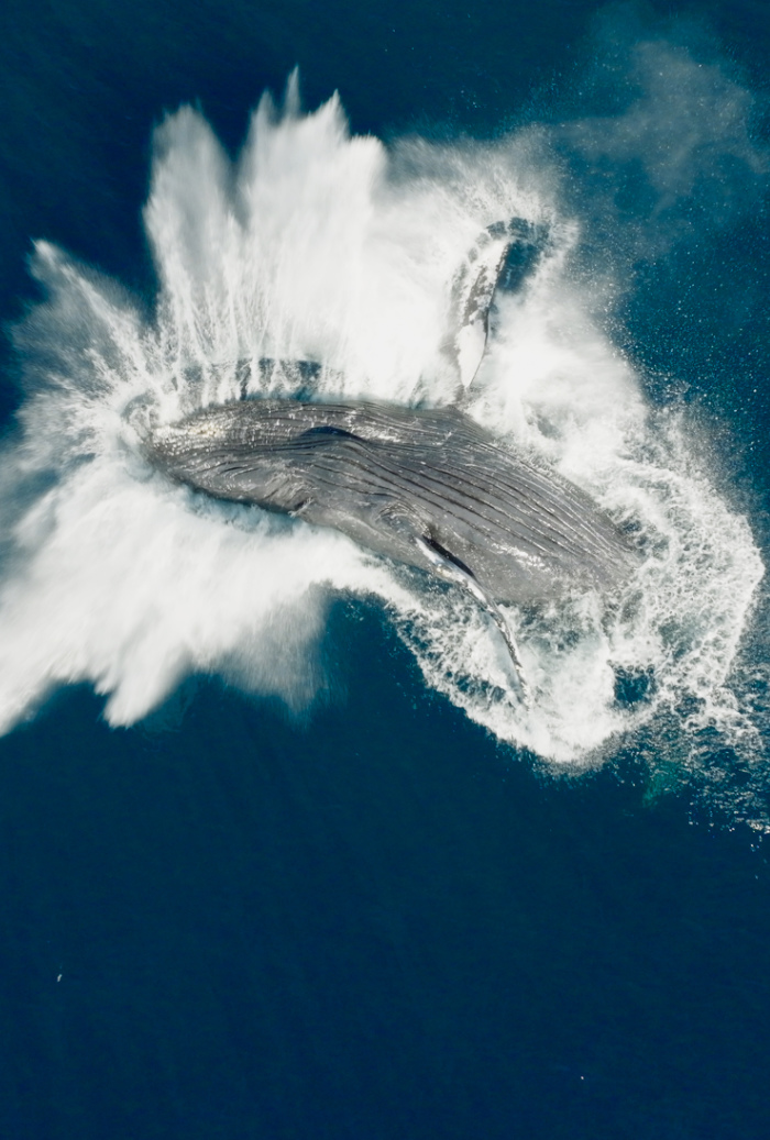 Pieśni wielorybów